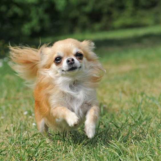 Dog Day Care in Elkins, Arkansas