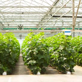 Nursery in Silver Springs, Florida