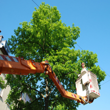 Tree Pruning in Prospect Heights, Illinois