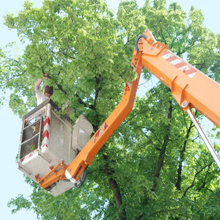 Tree Trimming in Chestertown, Maryland