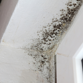 Mold Remediation in Towson, Maryland